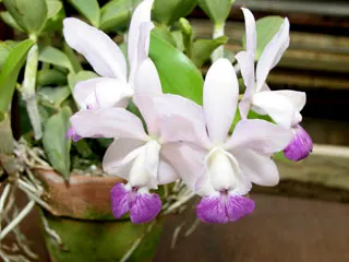 Cattleya Walkerinter coerulea (C. walkeriana var. coerulea 'Edward' x C. intermedia var. coerulea)
