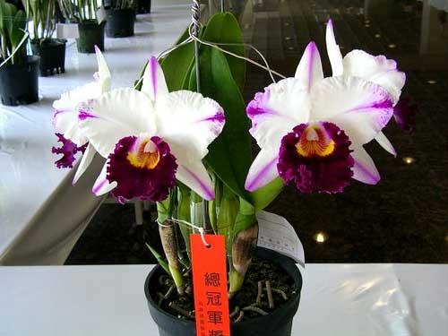 Brassolaeliocattleya Kuwale Gem 'Shin Shin' (Bc. Segundina Vizcarra x Lc. Shellia Compton)