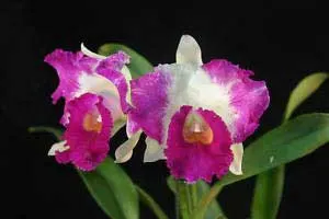 Brassolaeliocattleya Hsinying Flash 'Fire Flame' (C. Moscombe x Rlc. Maitland)