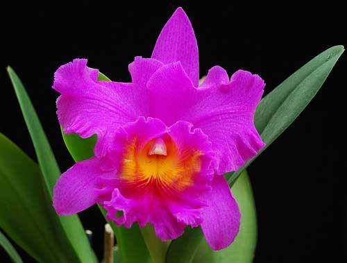 Brassolaeliocattleya Pink Empress 'Ju-Sen' (Bc. Mount Hood x Blc. Bryce Canyon)
