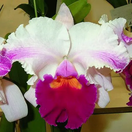 Brassolaeliocattleya Success Dream 'Miracles' (C. Horace x Rlc. Don De Michaels)