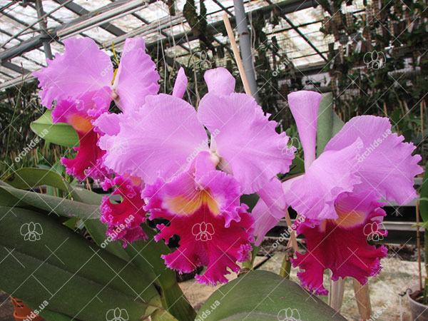 Brassolaeliocattleya Pamela Finney 'All Victory' (C. Irene Finney x Rlc. Pamela Hetheringhton)