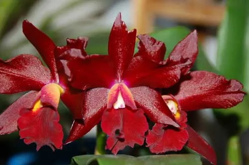 Sophrolaeliocattleya Tutankamen 'Pop' (C. Chocolate Drop x Slc. Mae Hawkins)