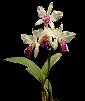 Laeliocattleya Coastal Concept 'Tokyo' (L.anceps x C. Stephen Oliver Fourak)