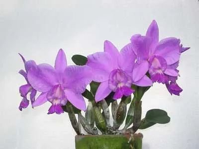 Laeliocattleya Aloha Case 'Ching Hua' (Mini Purple x walkeriana)