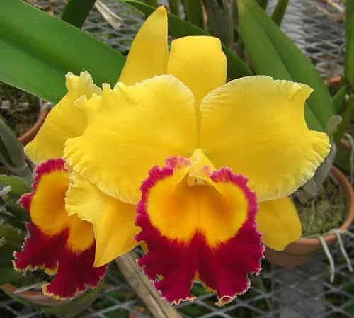 Brassolaeliocattleya Chyong Guu Chaffinch 'Ta-Hsin' (Yellow Ball x Sunset Bay)