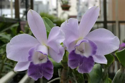 Laeliocattleya Blue Angel 'Glove' (Ctt. Blue Boy x C. Mini Purple)