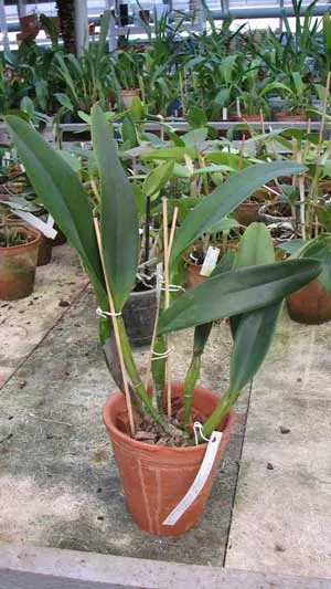 Laeliocattleya Blue Angel 'Glove' (Ctt. Blue Boy x C. Mini Purple)