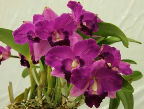 Laeliocattleya Mini Song 'La Primera Morada' (Mini Purple x Mari's Song)