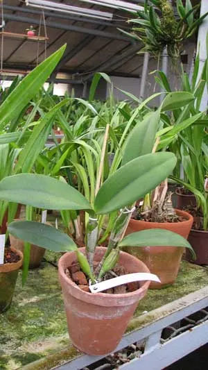 Laeliocattleya Mini Song 'La Primera Morada' (Mini Purple x Mari's Song)