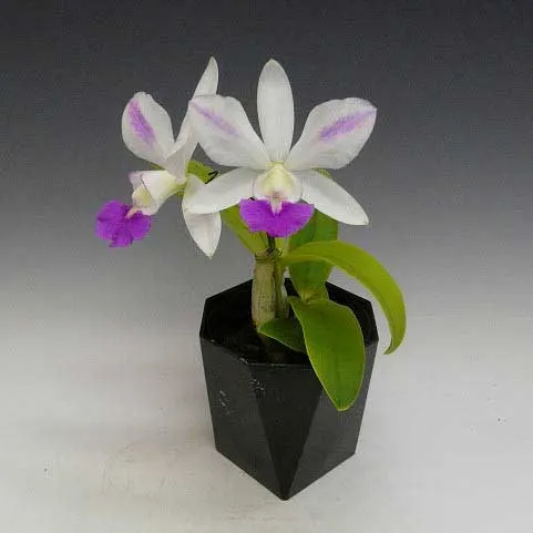 Laeliocattleya Dakao 'Flamea Enami' (Lc. Flirtatious Okami x C. walkeriana)