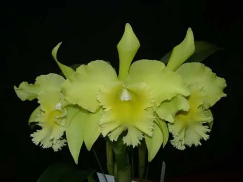 Brassolaeliocattleya Ports of Paradise Green
