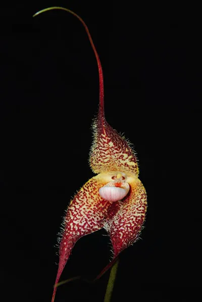 Dracula chimaera