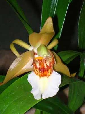 Coelogyne lawrenceana