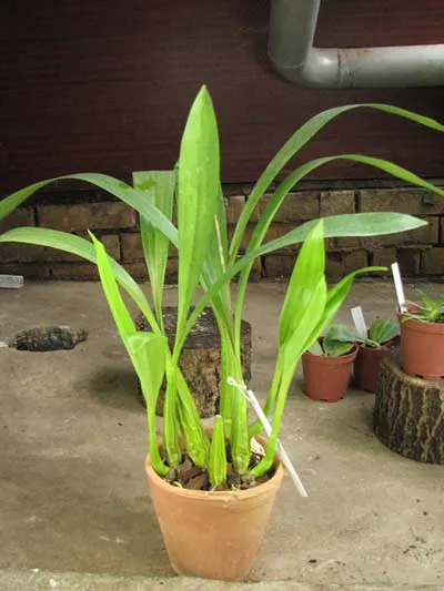 Coelogyne lawrenceana