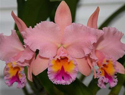 Brassolaeliocattleya George King 'Serendipity'