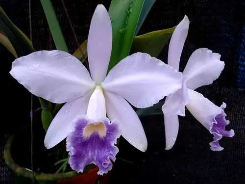 Laeliocattleya Cornelia coerulea