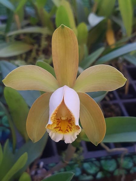 Cattleya forbesii var aurea x self