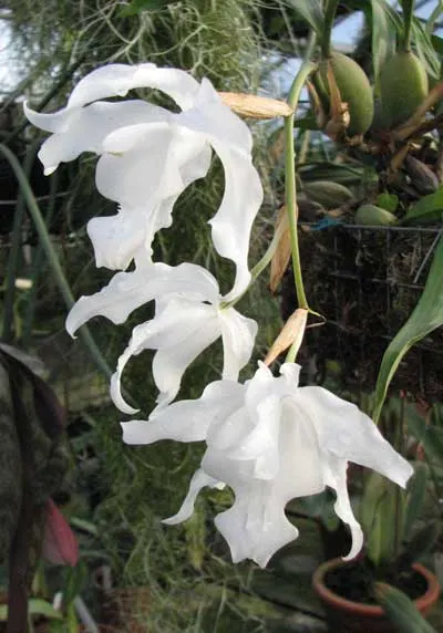 Coelogyne cristata var. hololeuca