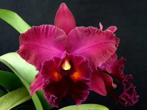 Brassolaeliocattleya Oconee 'Mendenhall'