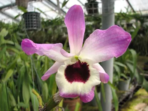 Dendrobium nobile giganteum