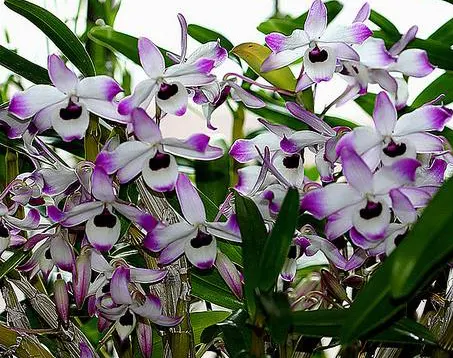Dendrobium nobile var. nobilius