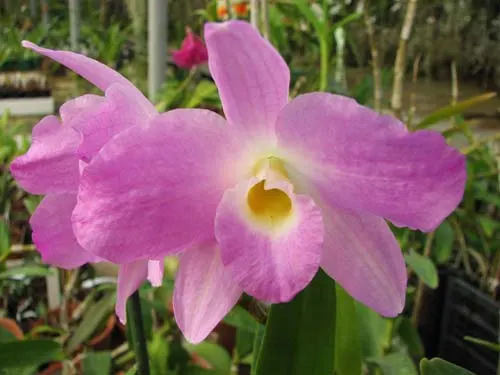 Dendrobium nobile var. sanderianum
