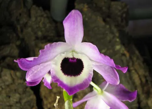 Dendrobium nobile var. wallichianum