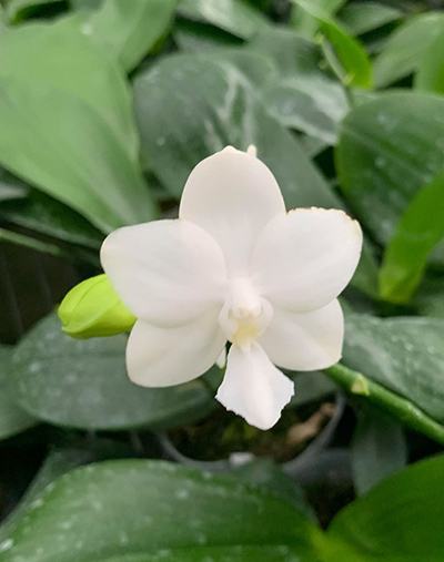 Phalaenopsis Tzu Chiang Chrisna (Phalaenopsis Timothy Christopher x Phalaenopsis Yungho Geld Canary)
