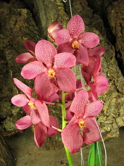 Renanthera philippinensis x Vanda Doctor Anek