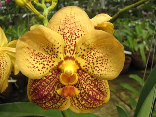 Vanda Pranermprai x Ascocenda Butterfly x Vanda Sankhamphaeng
