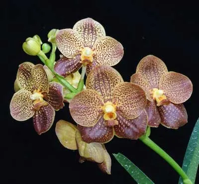 Vanda Pranermprai x Ascocenda Phairot x Ascocenda Varut Fushia
