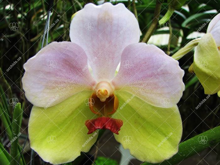 Vanda Merv L Velthuis x Ascocenda Butterfly