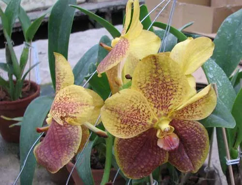 Vanda Sumon Spot x Ascocenda Pahirot x Ascocenda Kutlana Brown