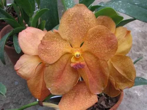 Vanda Sumon Spot x Ascocenda Pahirot x Ascocenda Kutlana Brown