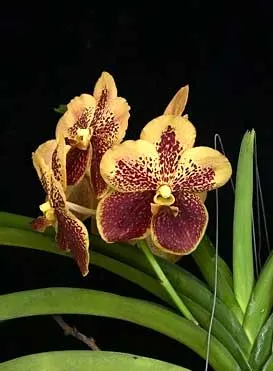 Vanda Sumon Spot x Ascocenda Phairot x Vanda sanderiana