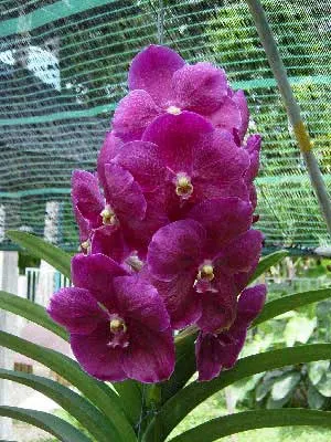 Vanda Kasem's Delight x Vanda Doctor Anek