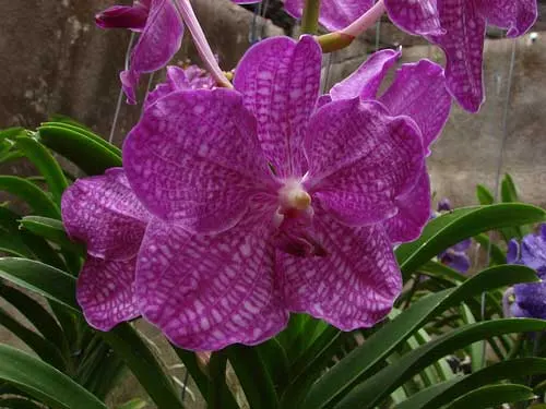 Vanda Manuvadee Pink
