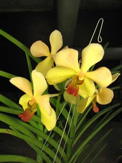Vanda Merv L Velthuis x Vanda Charles Goodfellow