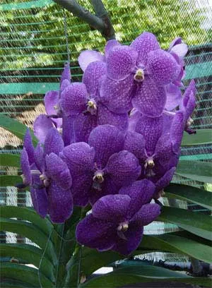 Vanda Robert Delight Blue