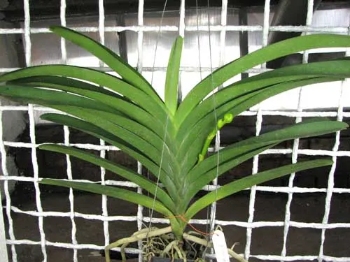 Vanda Robert Delight Blue
