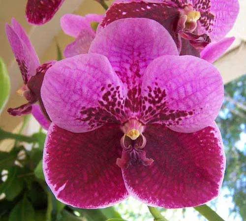 Vanda sanderiana x Vanda Pimchai Beauty