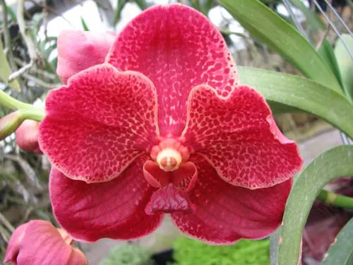 Vanda Sankhamphaeng x Vanda Patcharee's Delight