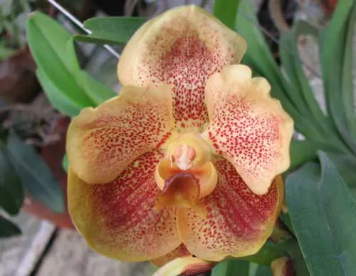 Vanda Vivan x Vanda Chavananonda x Ascocenda Suksamran Spot