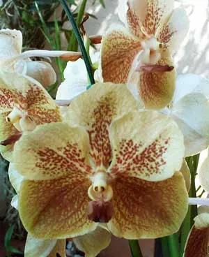 Vanda Vivan x Ascocenda Suksamran Gold