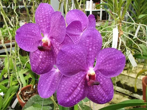 Vanda Somsri Pink x Vanda Golamcos Blue Magic