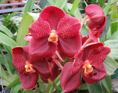 Vanda Vivan x Ascda Kultana Flame