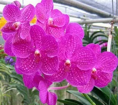 Vanda Siriporn Pink