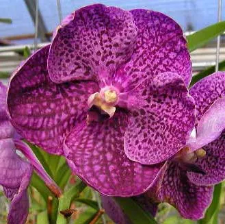 Vanda Madame Rattana x Vanda Faye Bennett x Vanda Bits Hearthrop