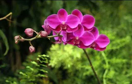 Doritaenopsis Queen Beer 'Red Sky'